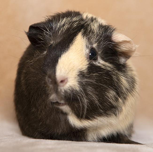 Mocha, a ADOPTABLE Guinea Pig in Chicago, IL image 4/4