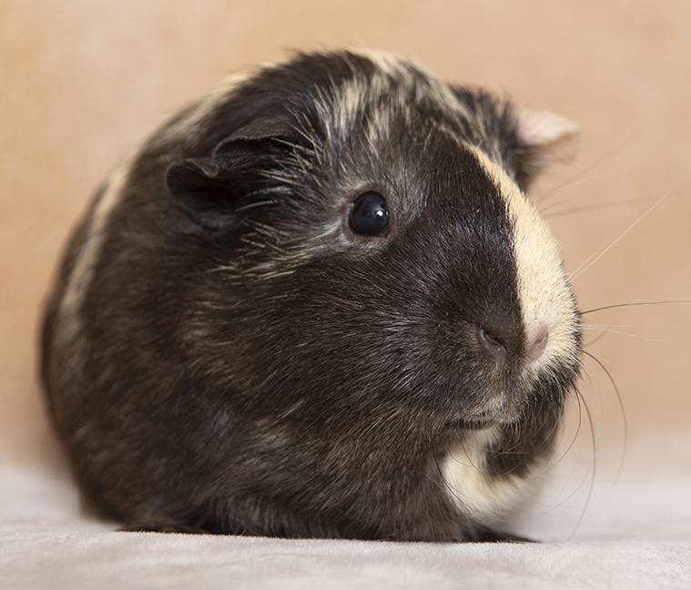 Mocha, a ADOPTABLE Guinea Pig in Chicago, IL image 1/4