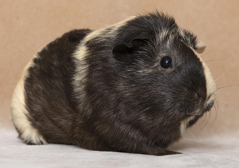 Mocha, a ADOPTABLE Guinea Pig in Chicago, IL image 2/4