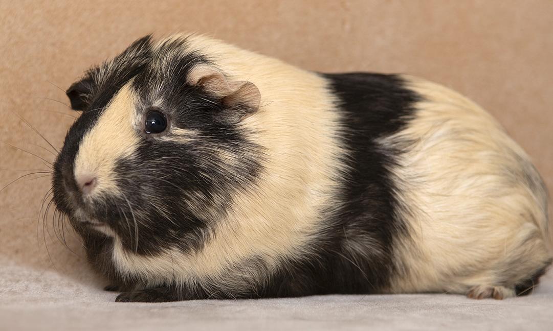 Mocha, a ADOPTABLE Guinea Pig in Chicago, IL image 3/4