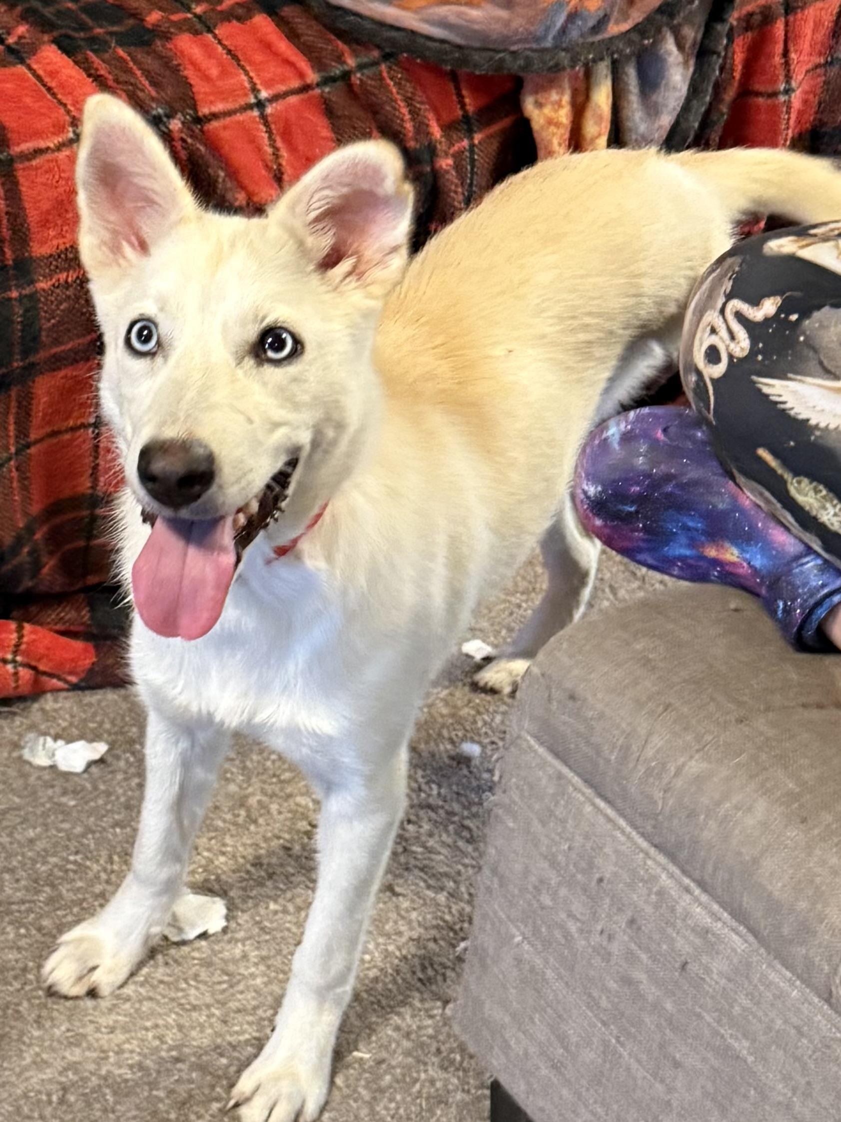 Tribble, an adopted mixed breed in South Saint Paul, MN image 2/5