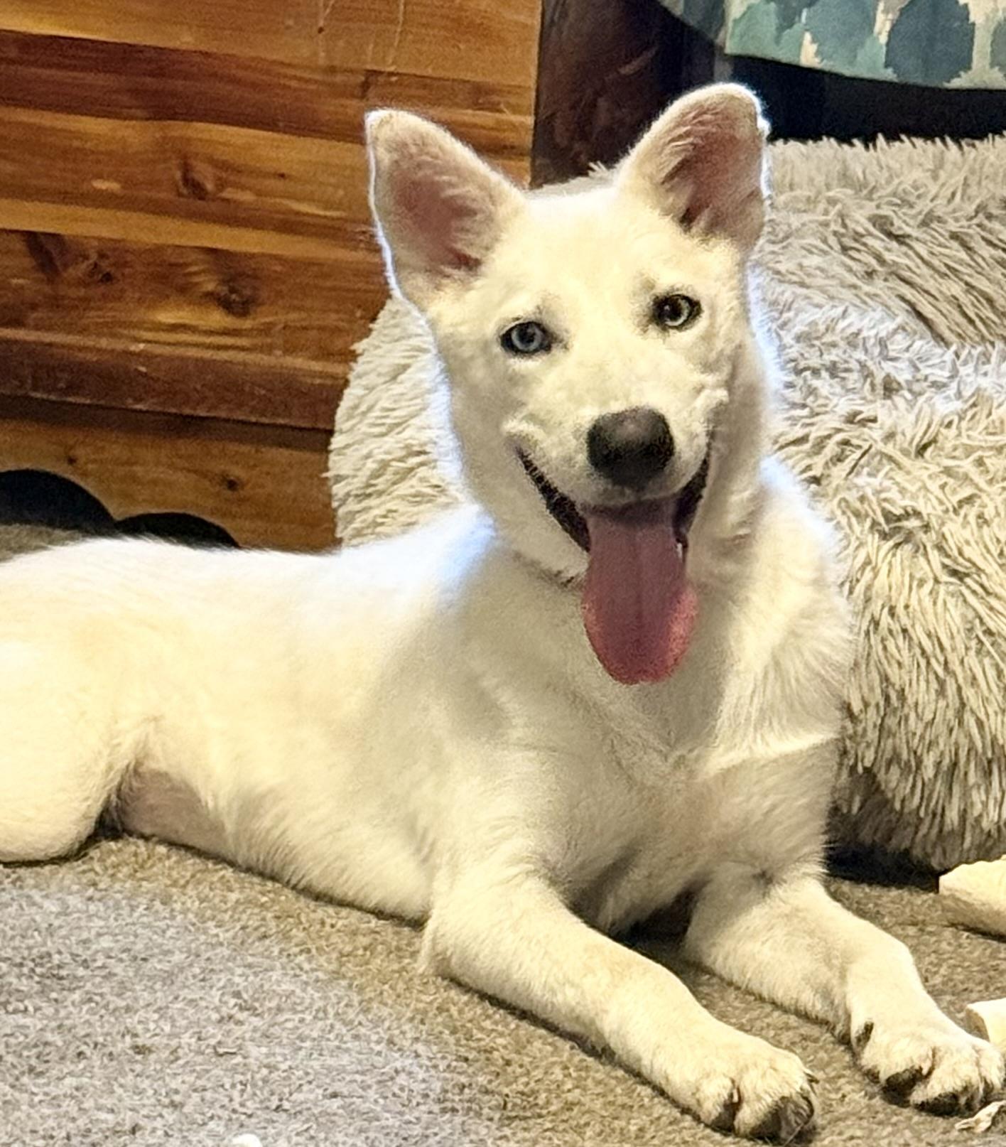 Tribble, an adopted mixed breed in South Saint Paul, MN image 4/5