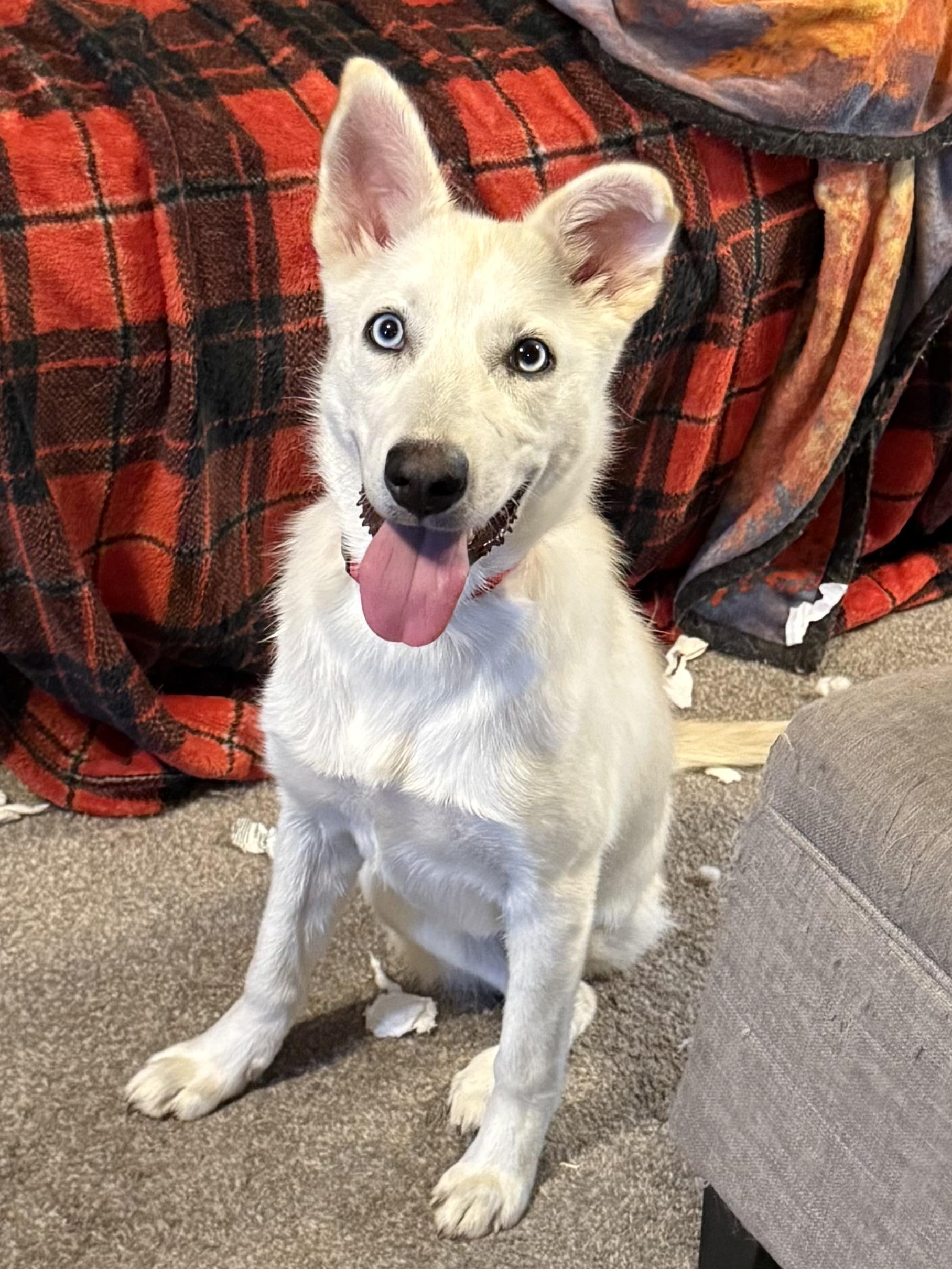 Tribble, an adopted mixed breed in South Saint Paul, MN image 5/5