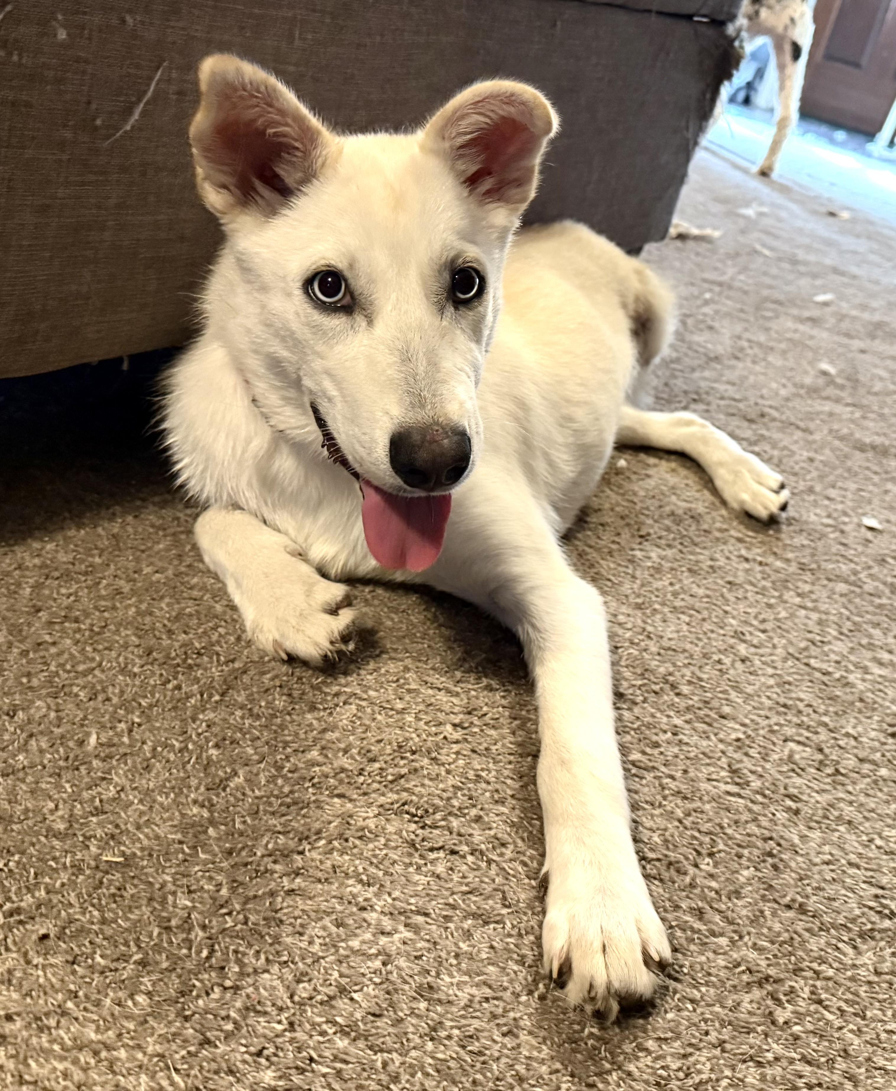 Tribble, an adopted mixed breed in South Saint Paul, MN image 3/5