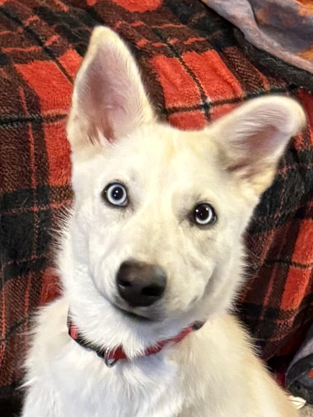 Tribble, an adopted mixed breed in South Saint Paul, MN image 1/5