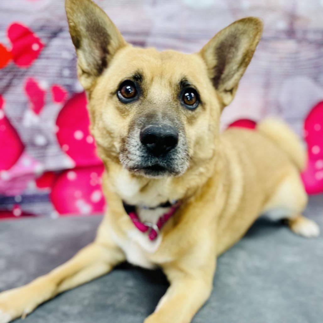 Enlarge Zip, a Adoptable Corgi in Lebanon, MO image 2/5