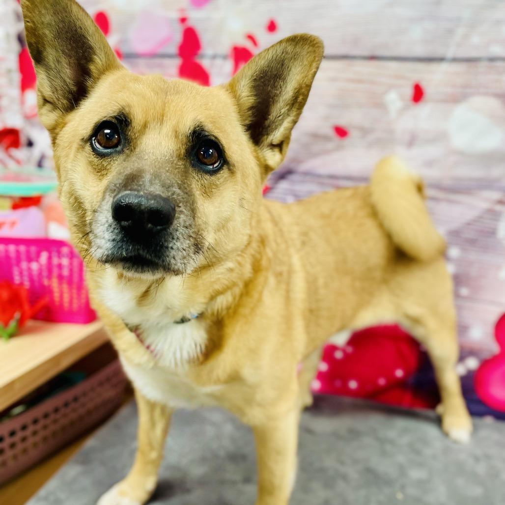 Enlarge Zip, a Adoptable Corgi in Lebanon, MO image 3/5