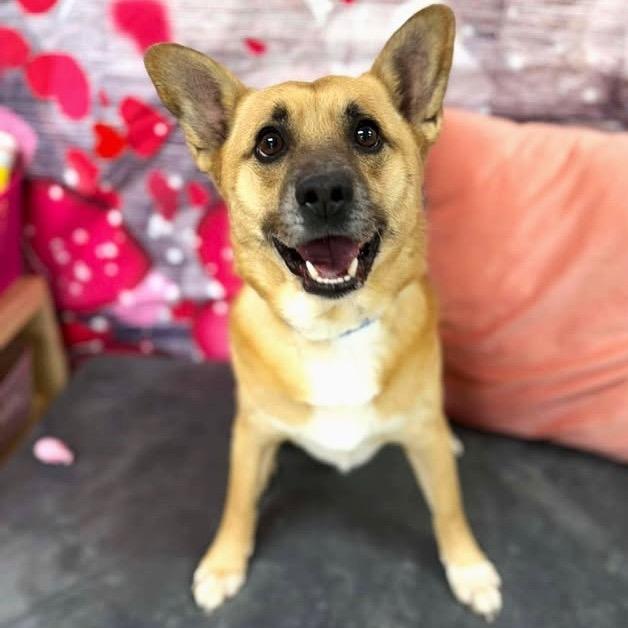 Enlarge Zip, a Adoptable Corgi in Lebanon, MO image 4/5