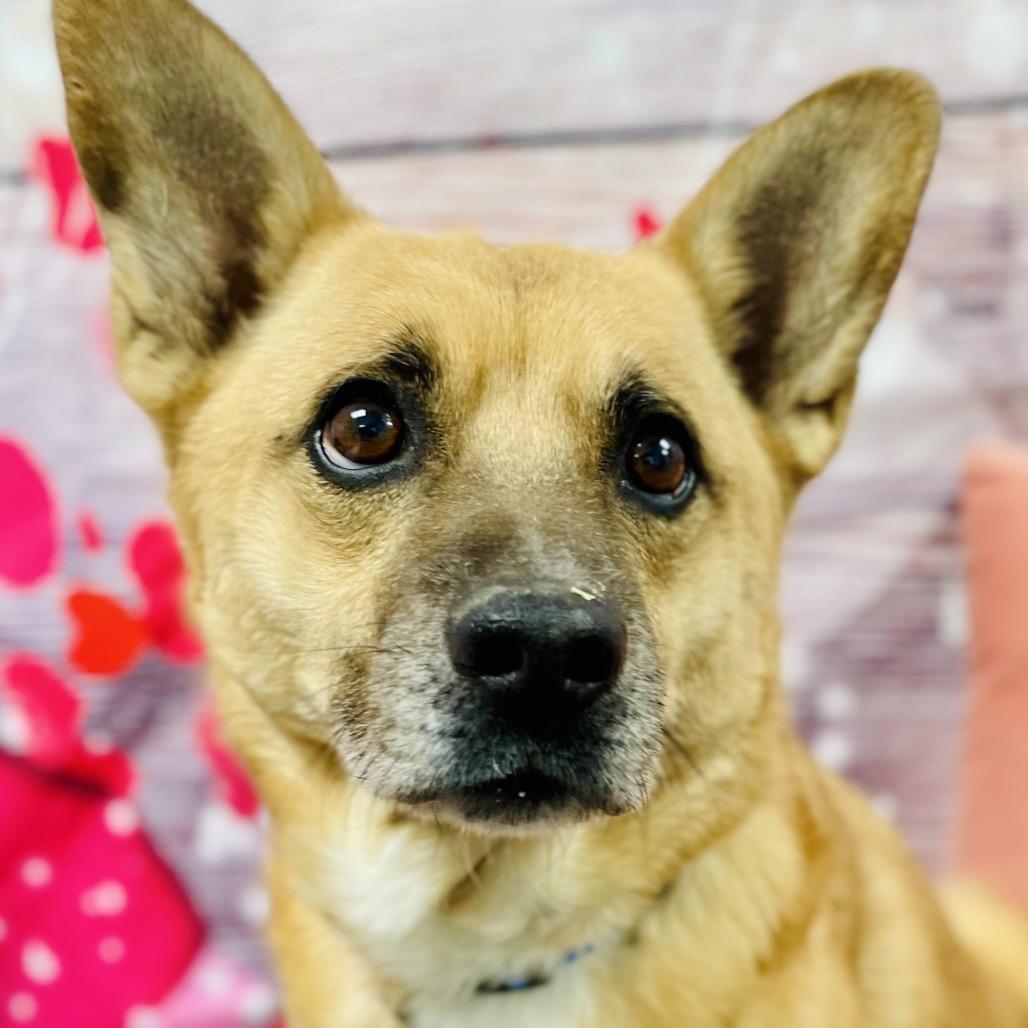 Enlarge Zip, a Adoptable Corgi in Lebanon, MO image 5/5