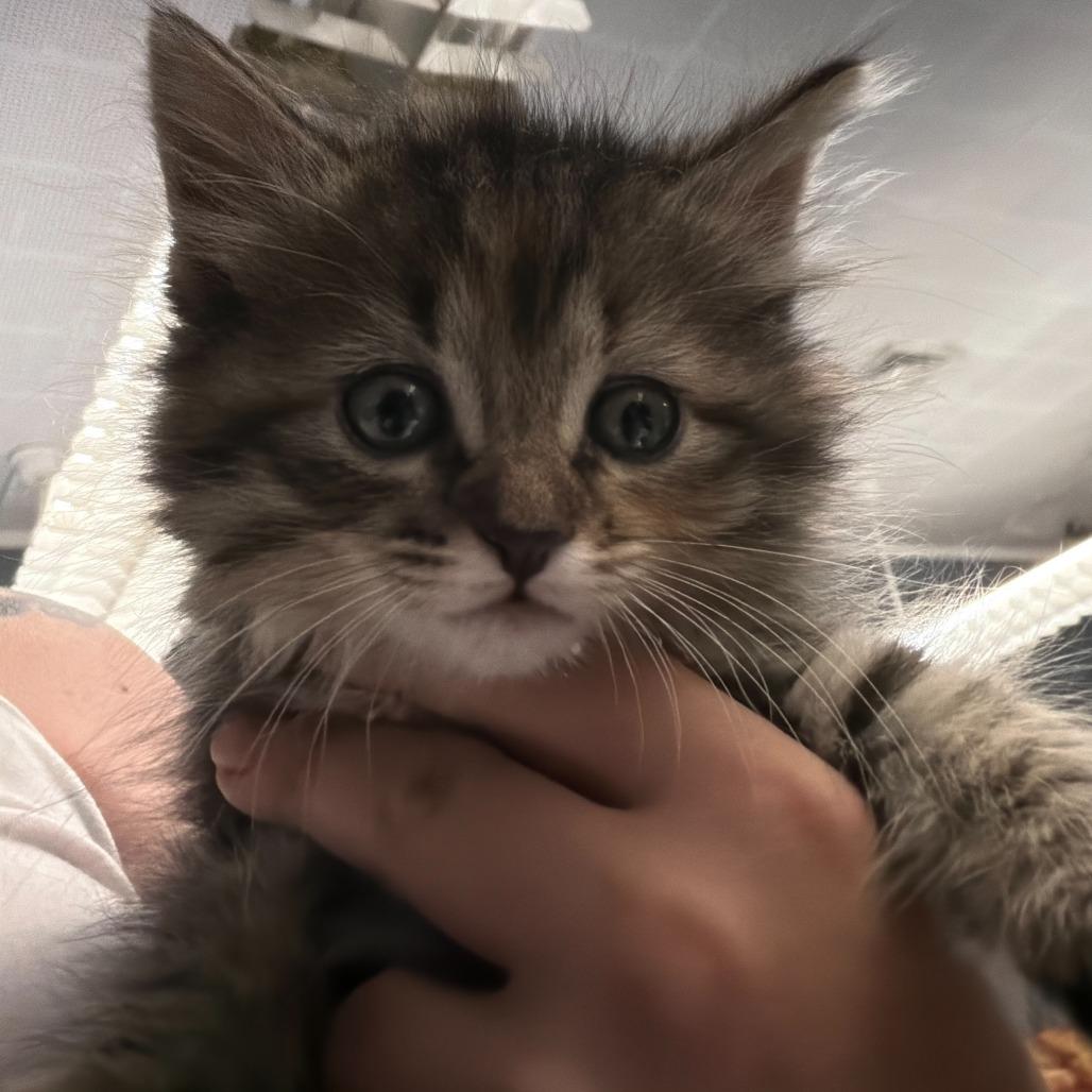 Enlarge Lil, a Adoptable Domestic Long Hair in Oak Hill, WV image 1/1