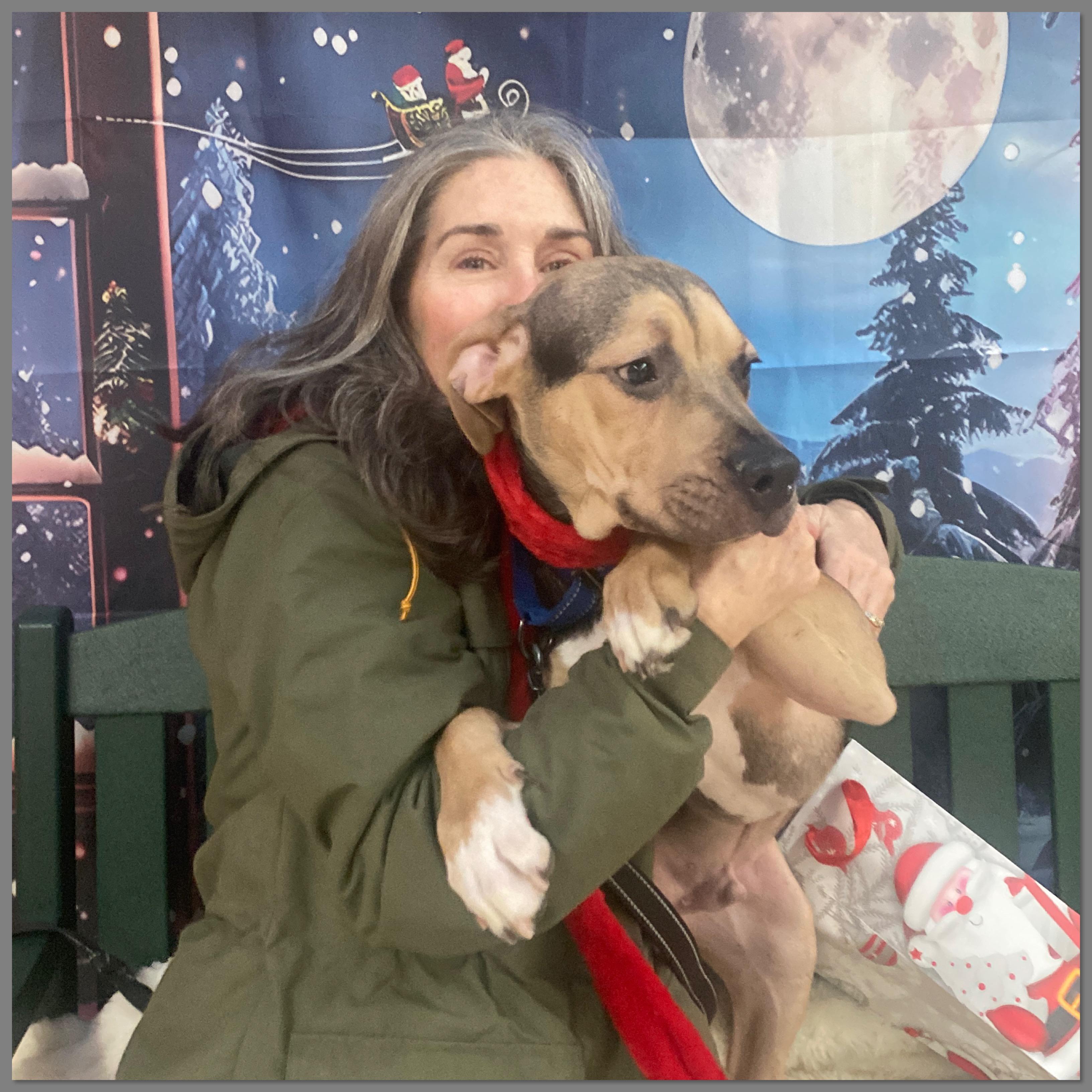 Enlarge Chocolate , a Adoptable Mixed Breed in Elyria, OH image 1/4