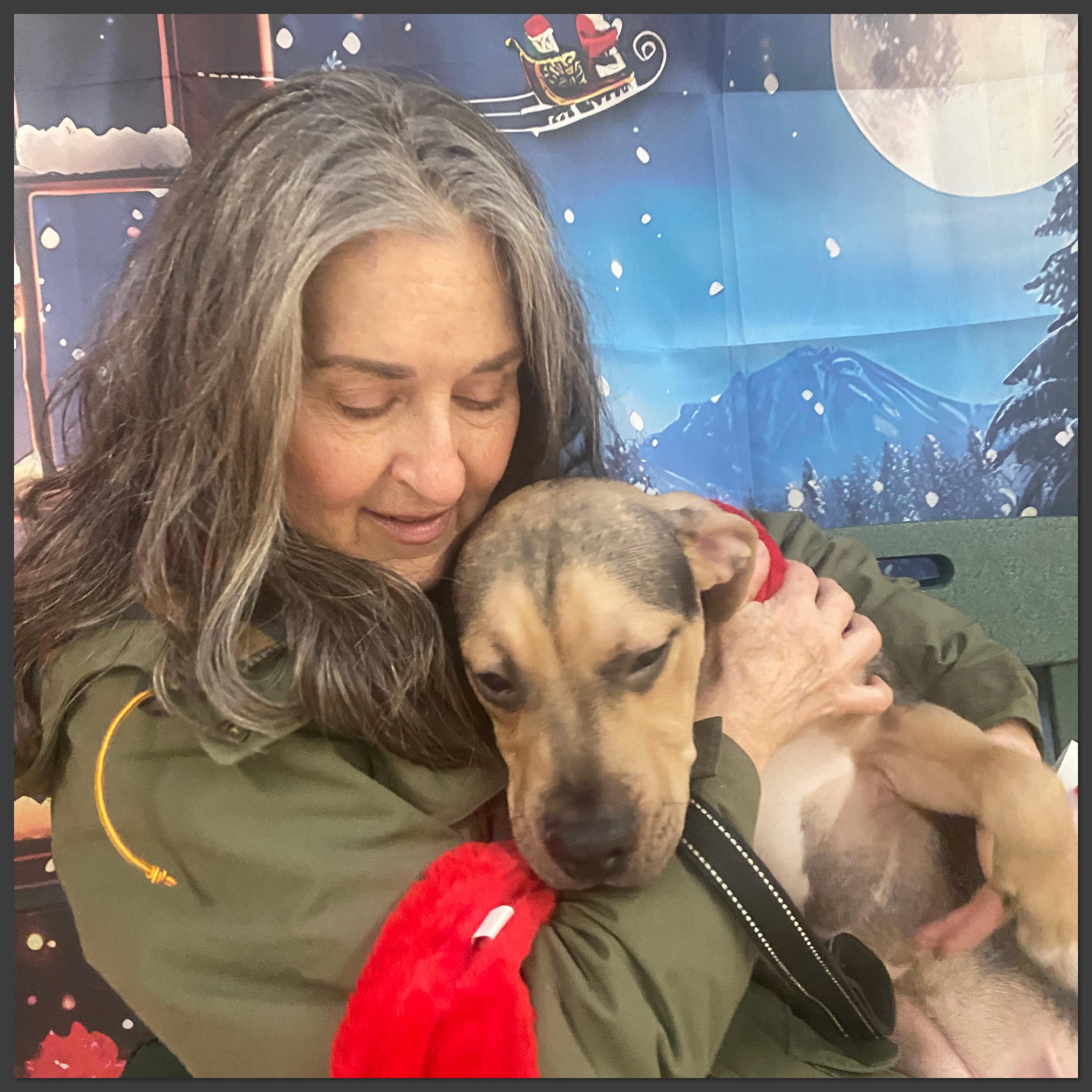 Enlarge Chocolate , a Adoptable Mixed Breed in Elyria, OH image 2/4