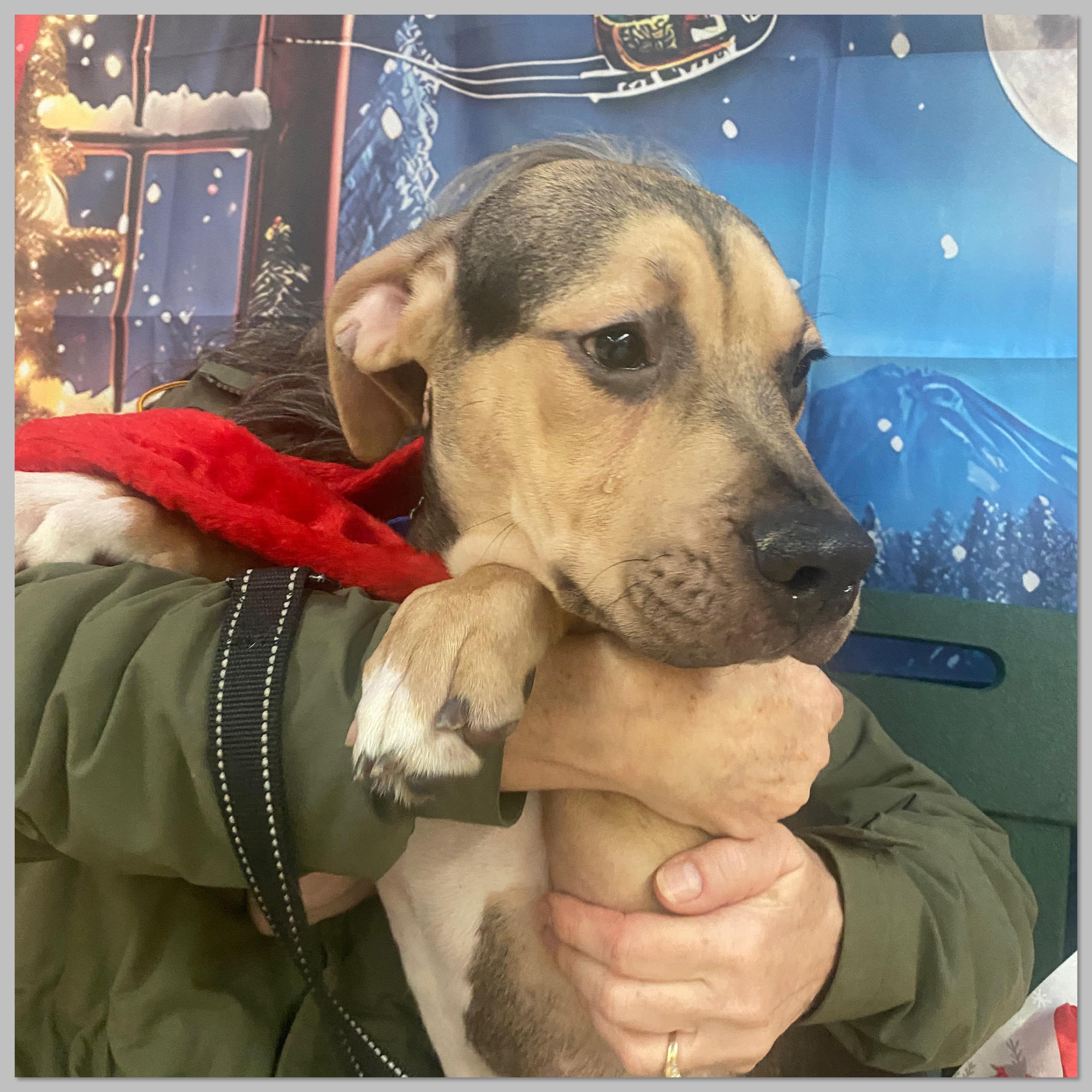 Enlarge Chocolate , a Adoptable Mixed Breed in Elyria, OH image 4/4