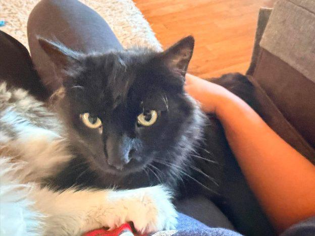 Derpy, Adoptable, Young Male Domestic Medium Hair.