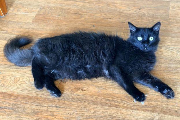 Derpy, ADOPTABLE, Young Male Domestic Medium Hair.