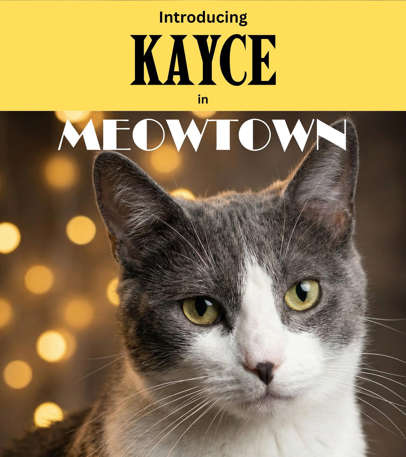 Kaycie, Adoptable, Adult Female Domestic Short Hair.