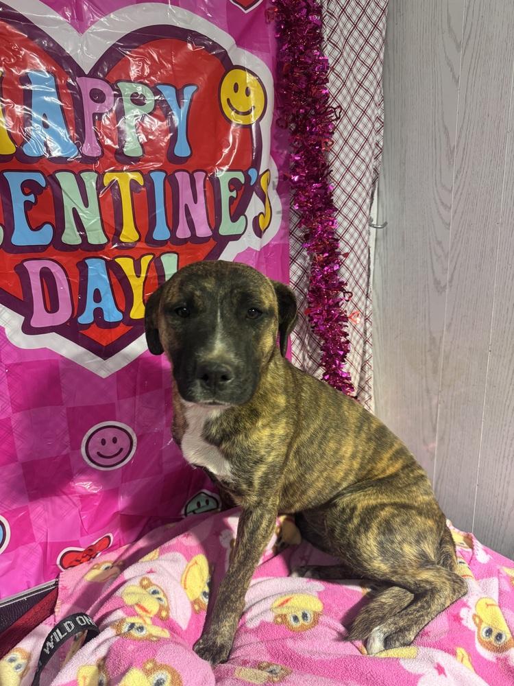 Enlarge Elsa, a Adoptable mixed breed in Opelousas, LA image 1/3