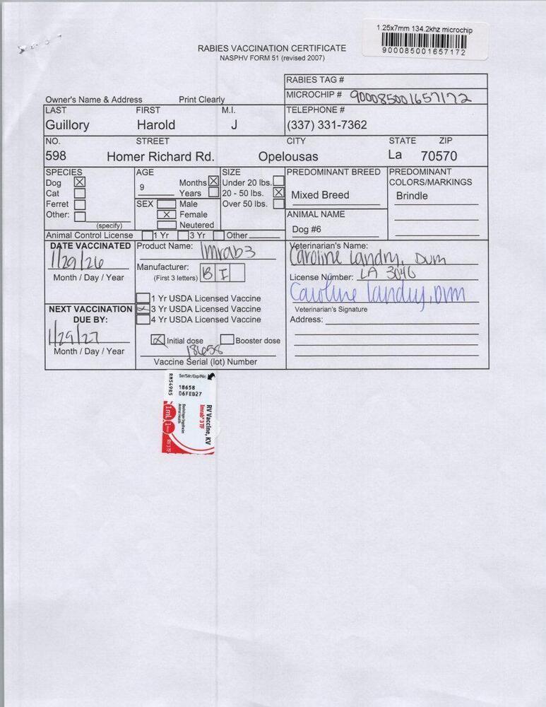 Enlarge Elsa, a Adoptable mixed breed in Opelousas, LA image 2/3