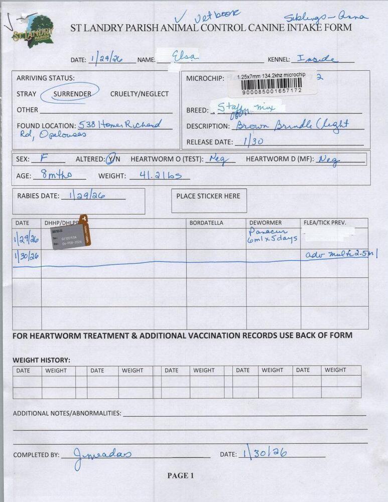 Enlarge Elsa, a Adoptable mixed breed in Opelousas, LA image 3/3