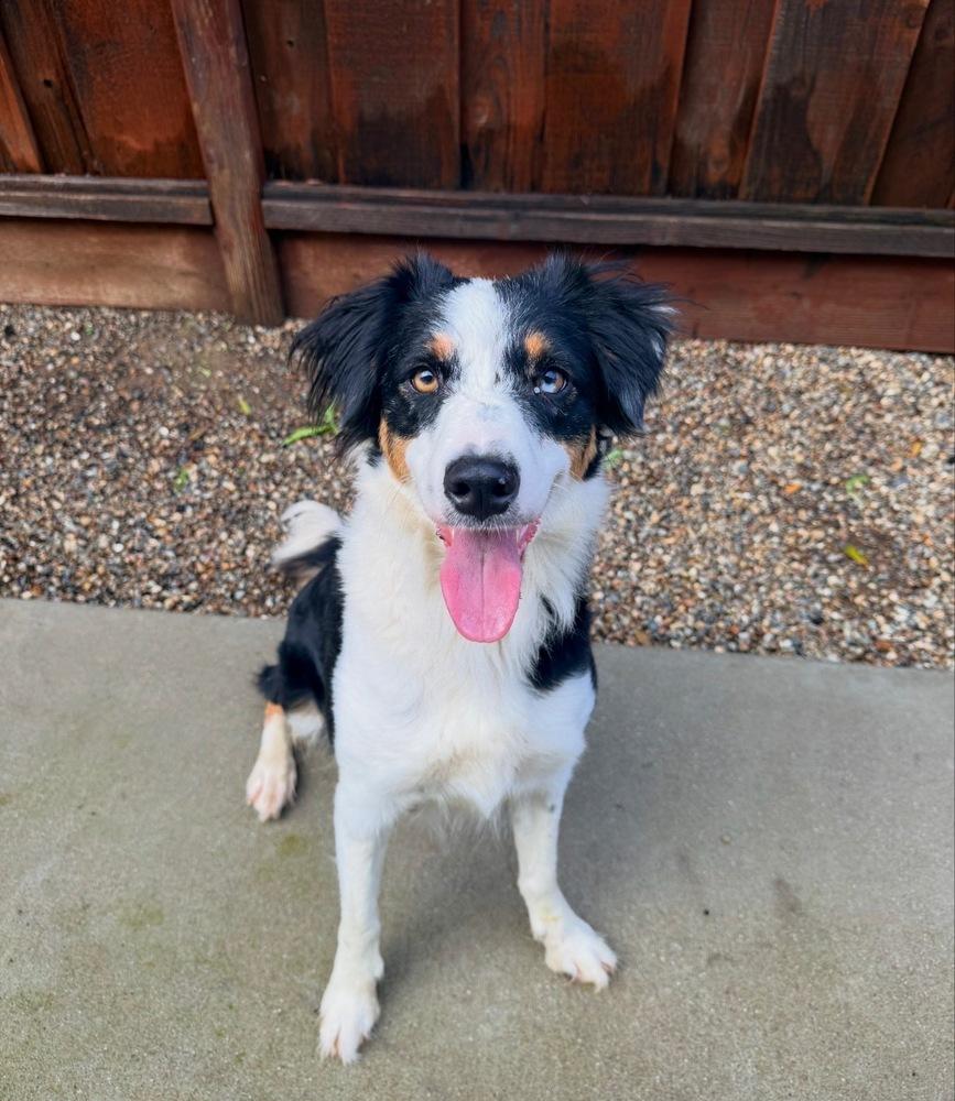 Mama Sophia, Adopted, Adult Female Border Collie.