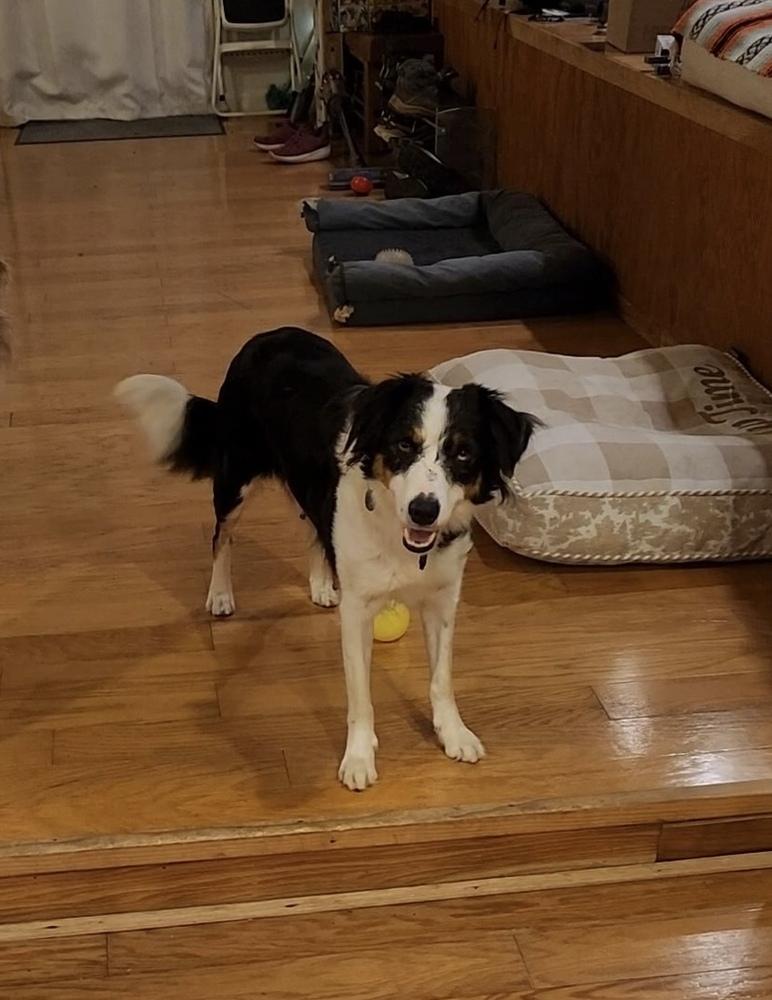 Mama Sophia, a Adopted mixed breed in Pleasant Hill, CA image 2/2