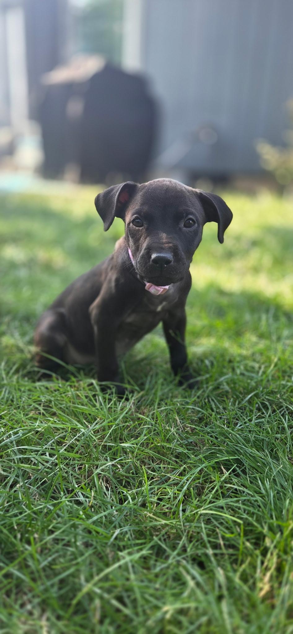 Enlarge Jessie, a ADOPTABLE mixed breed in Salem, OR image 2/3