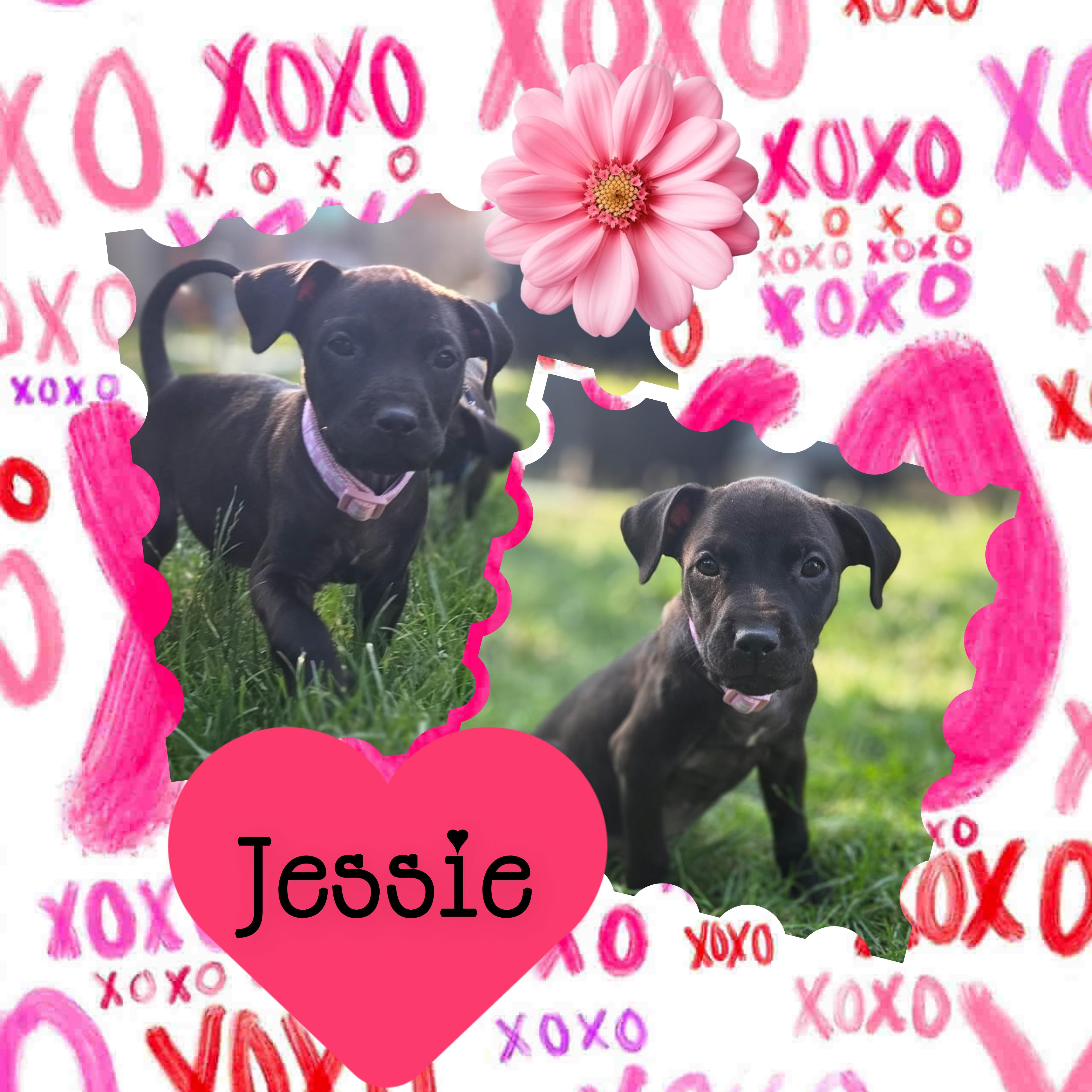 Jessie, ADOPTABLE, Puppy Female Black Labrador Retriever & Pit Bull Terrier.