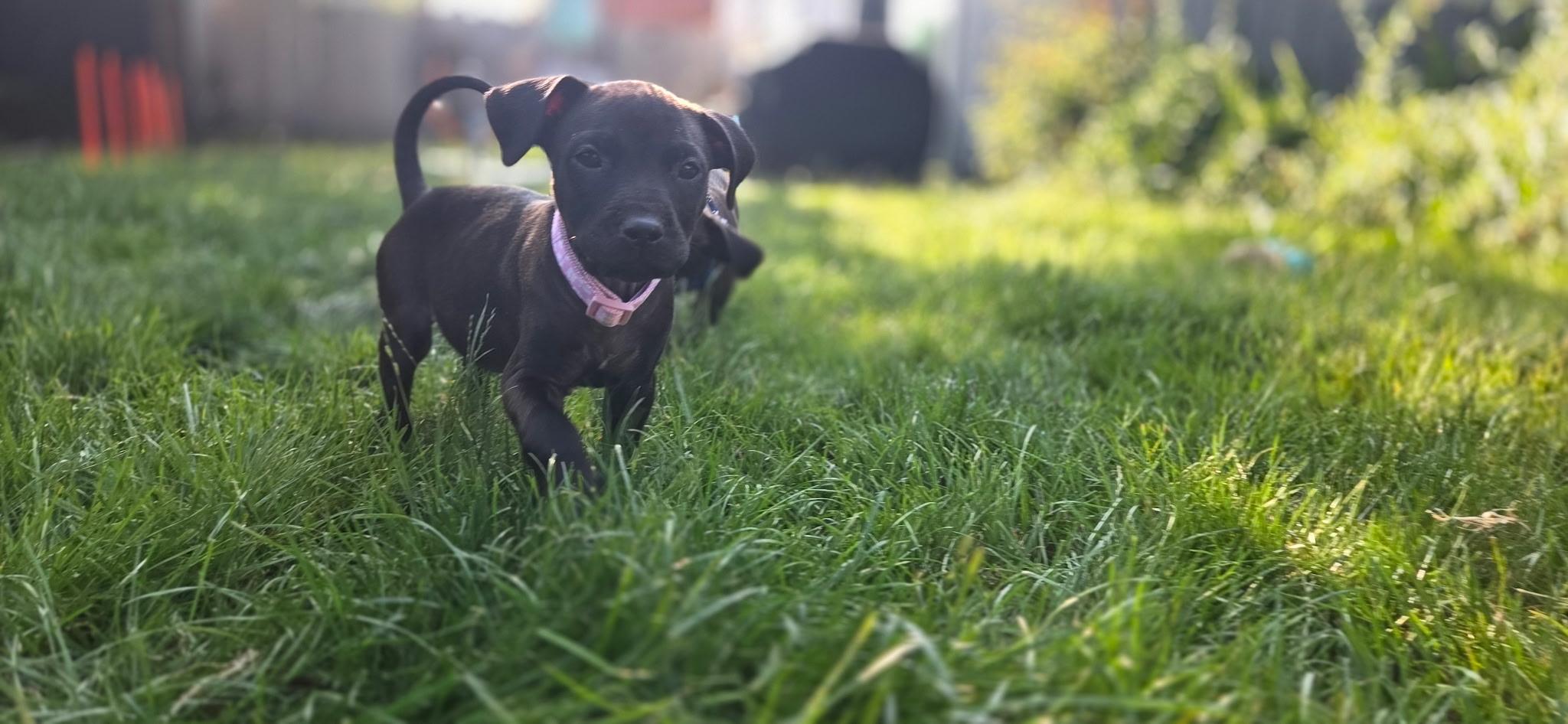Enlarge Jessie, a ADOPTABLE mixed breed in Salem, OR image 3/3
