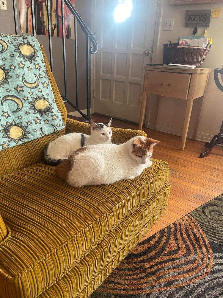 Enlarge Cowboy, a Adoptable Domestic Short Hair in Emporia, KS image 2/5