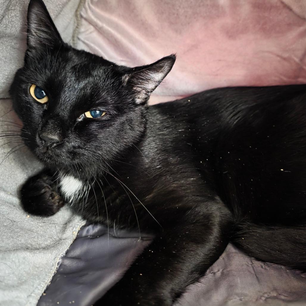 Pouncer, Adoptable, Adult Male Domestic Short Hair.