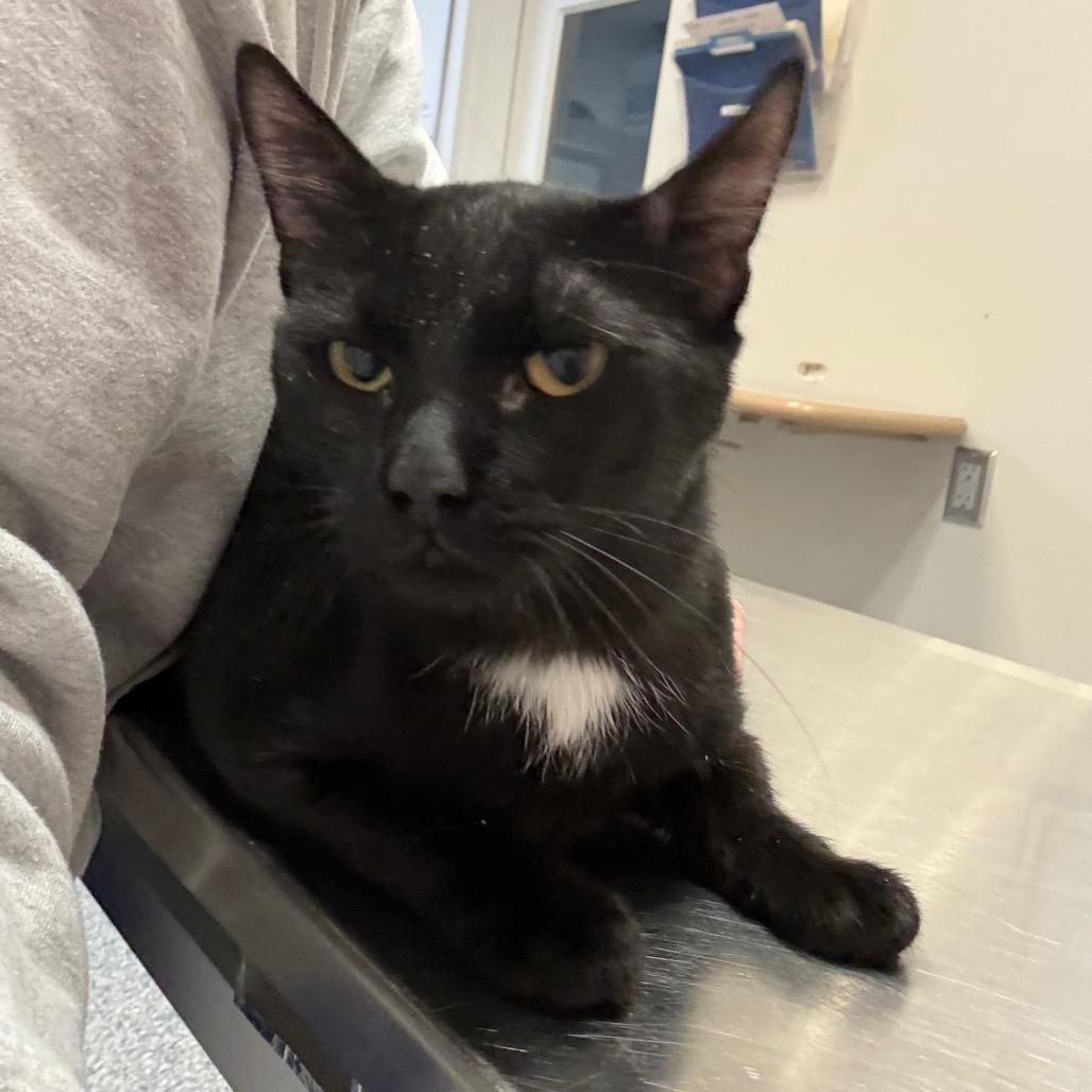 Enlarge Pouncer, a Adoptable Domestic Short Hair in Great Falls, MT image 2/2