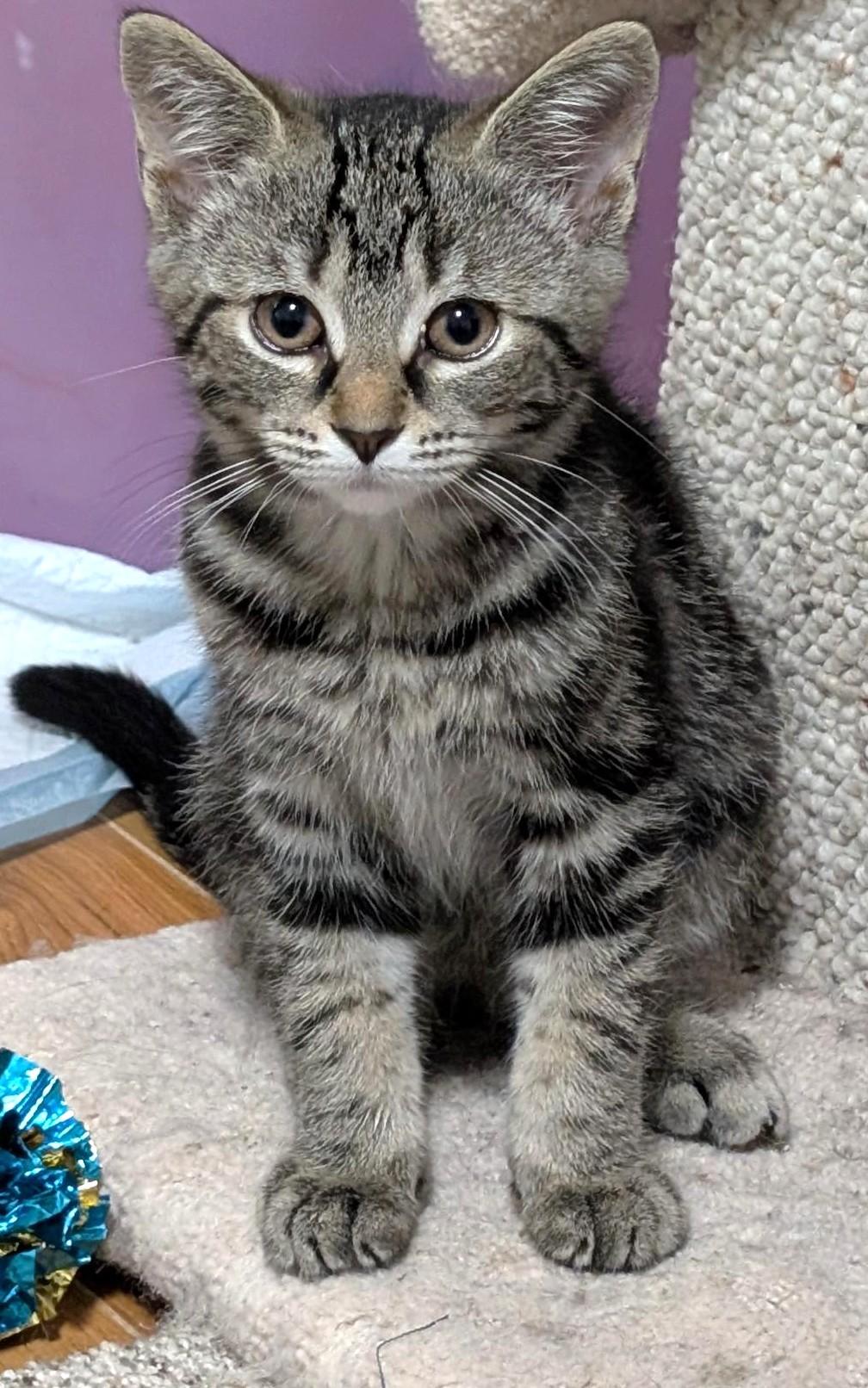 Noodle, Baby Female unknown