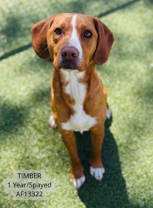 Timber, Adoptable, Adult Female Beagle & Mixed Breed.