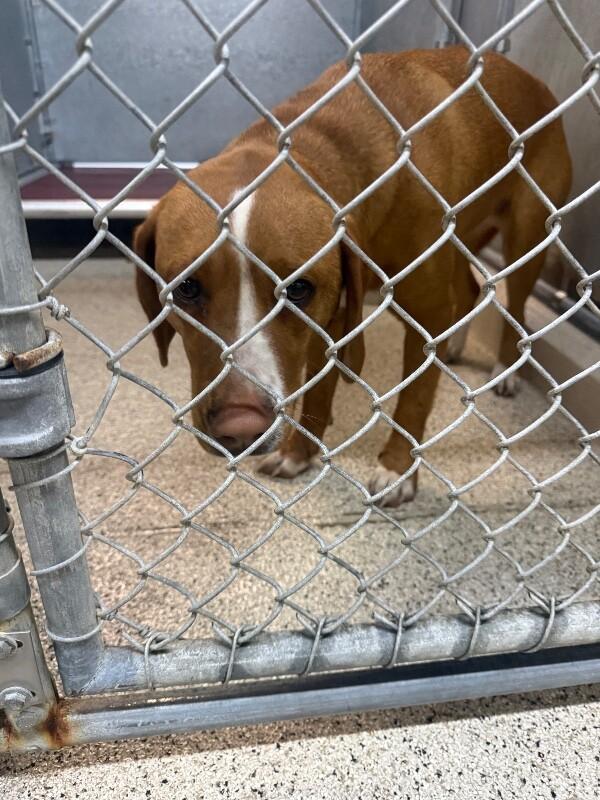 Enlarge Timber, a Adoptable mixed breed in Supply, NC image 2/2