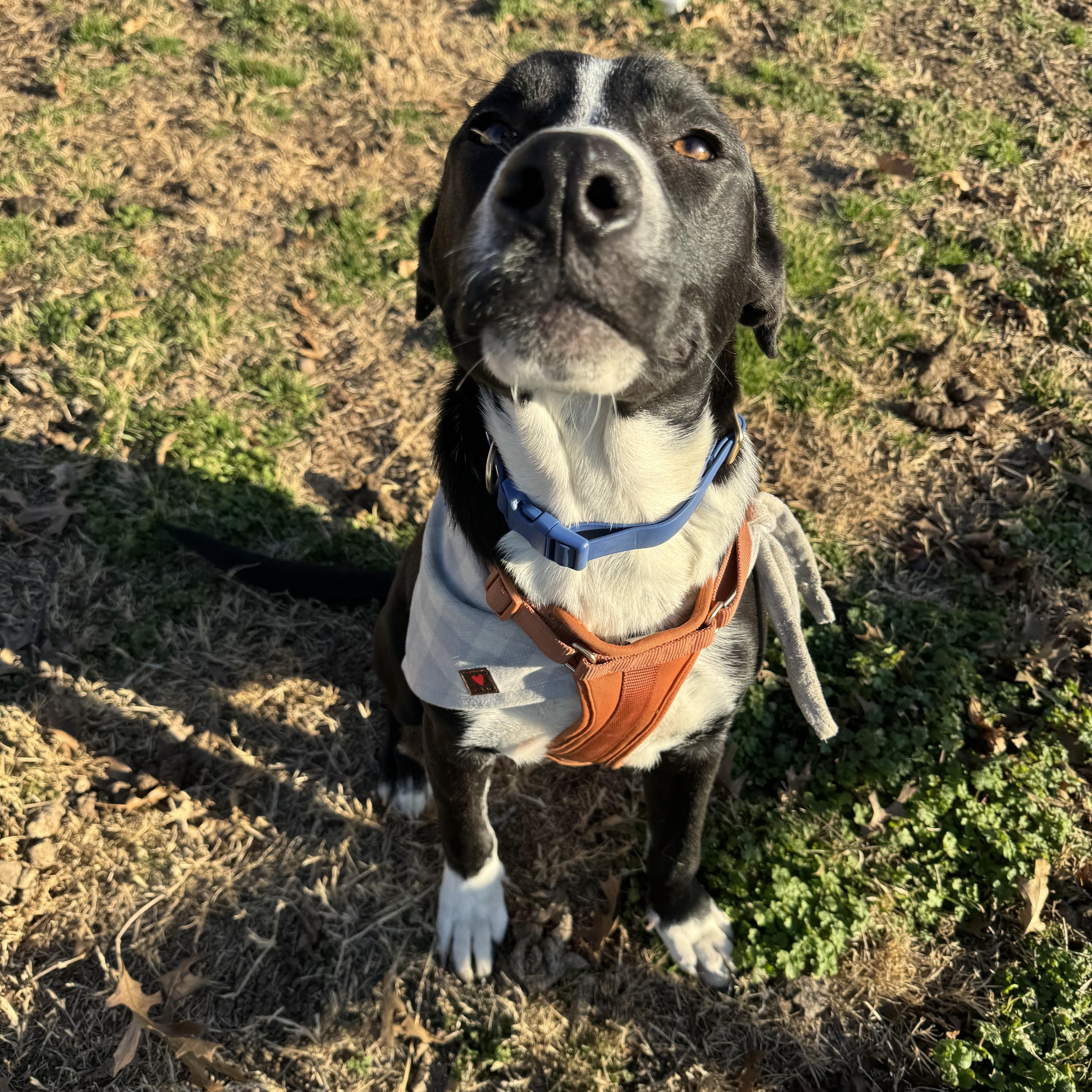 Enlarge Tortellini, an adopted mixed breed in Fort Worth, TX image 2/6