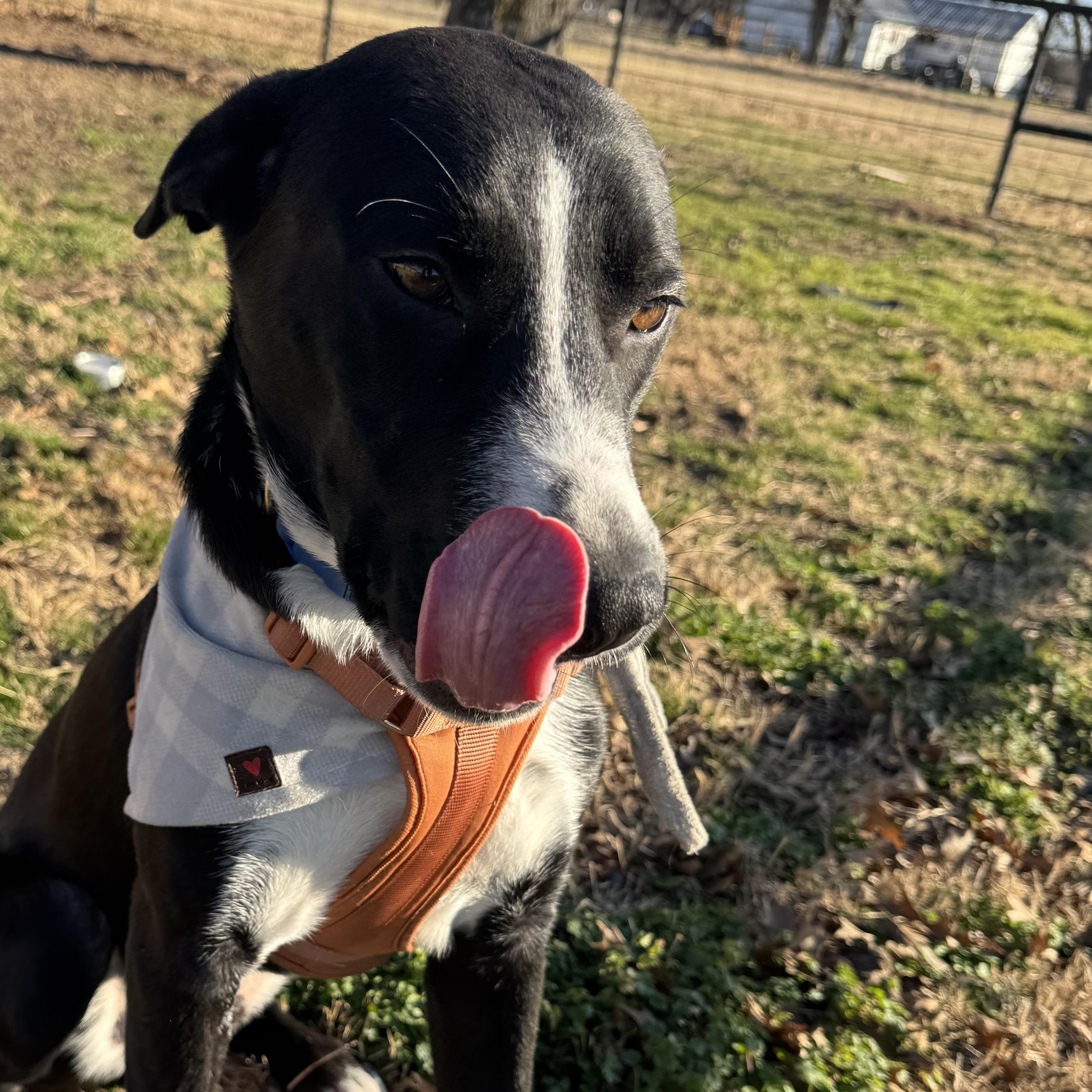 Enlarge Tortellini, an adopted mixed breed in Fort Worth, TX image 5/6