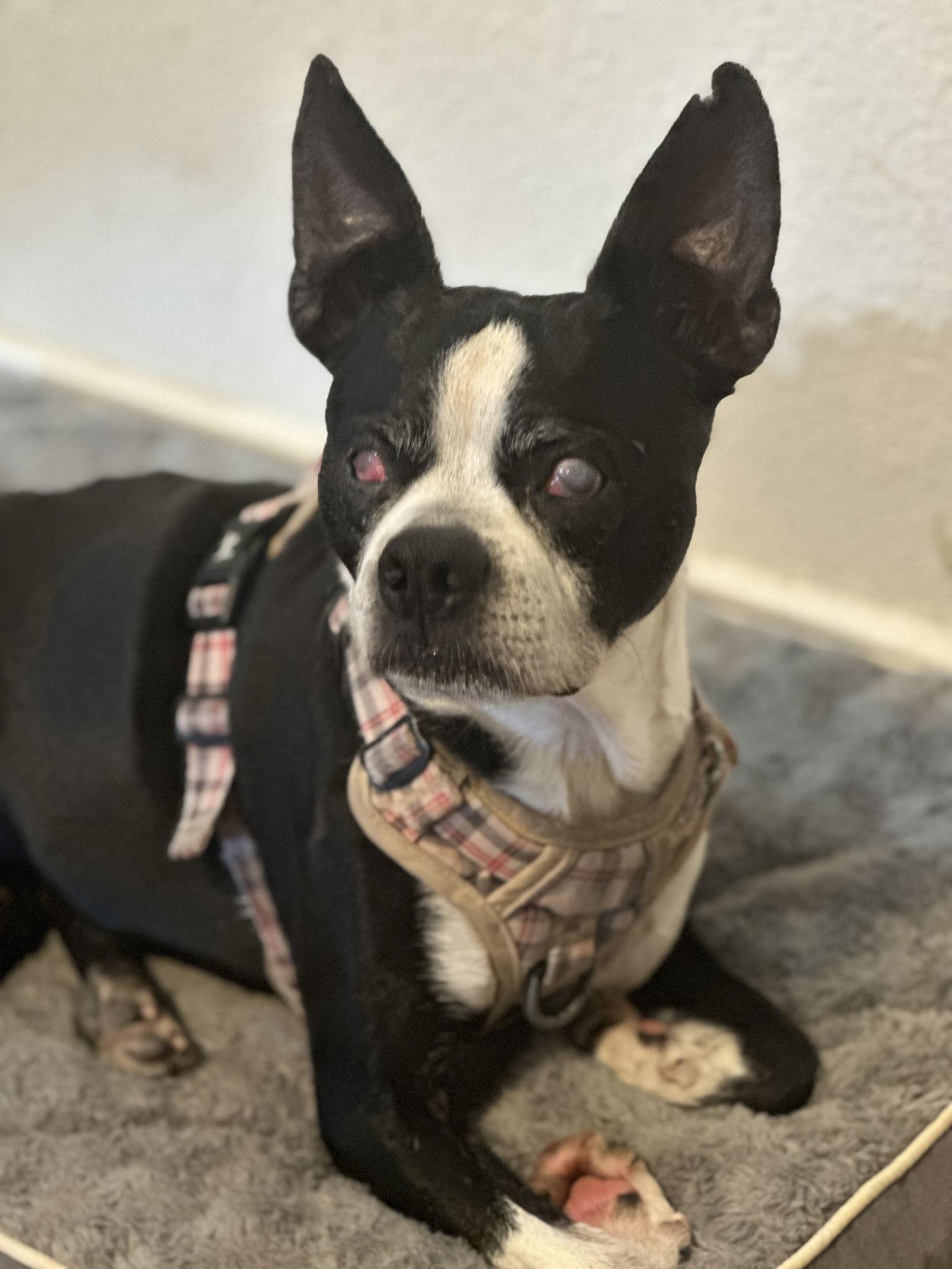 Charlie, Adoptable, Young Male Boston Terrier.