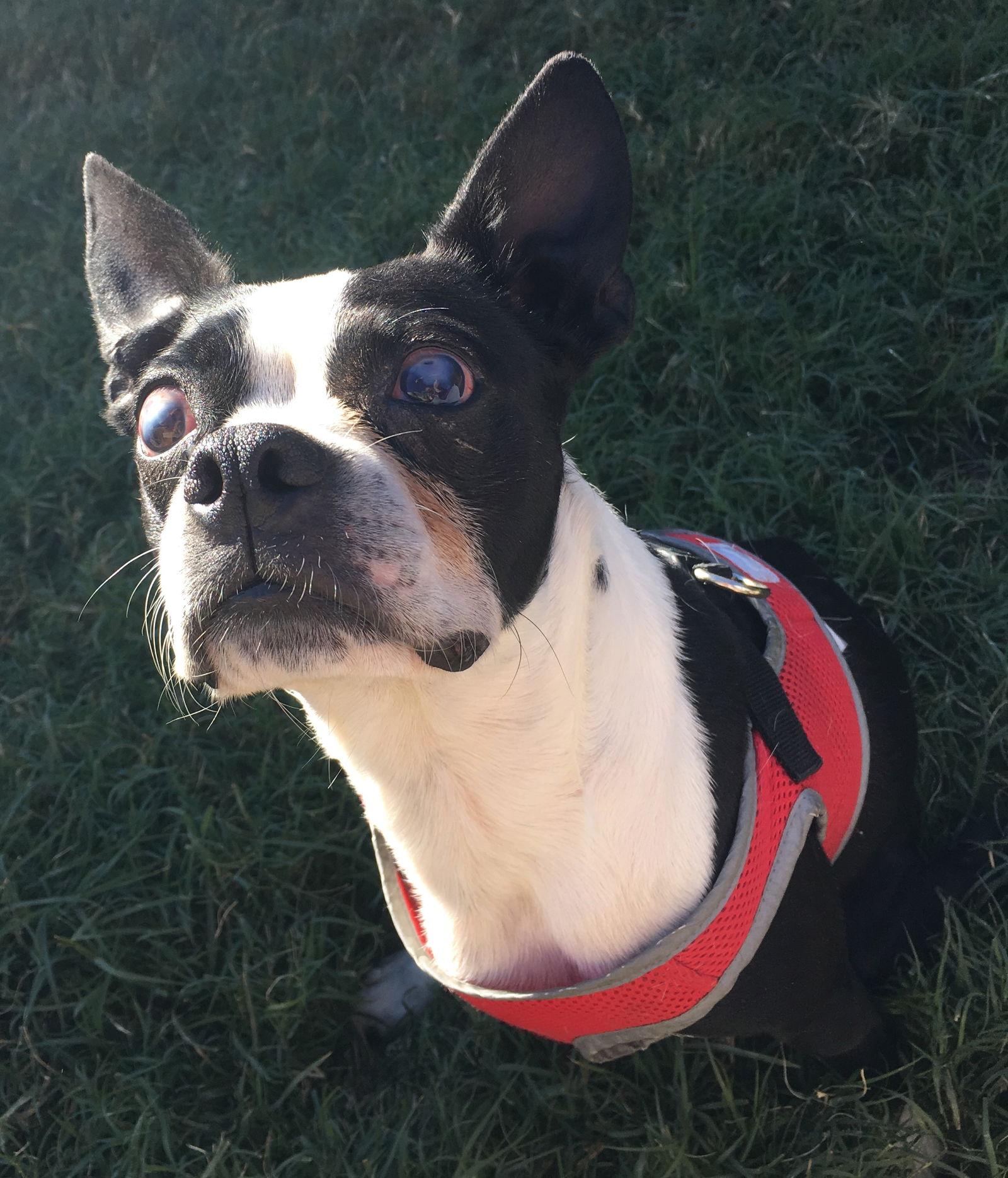 Charlie, a Adoptable Boston Terrier in Gainesville, TX image 2/6