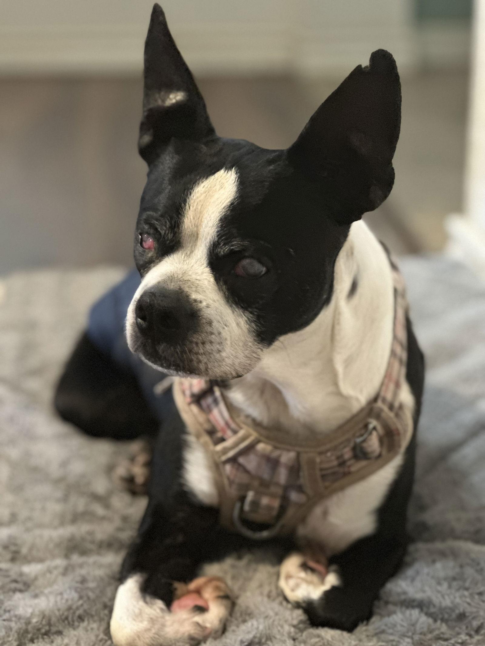 Charlie, a Adoptable Boston Terrier in Gainesville, TX image 3/6
