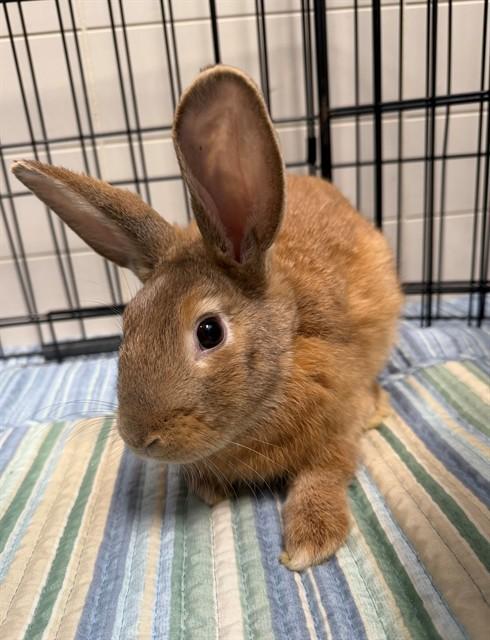 Enlarge RALPH LAUREN, a Adoptable Bunny Rabbit in Leesburg, VA image 1/1