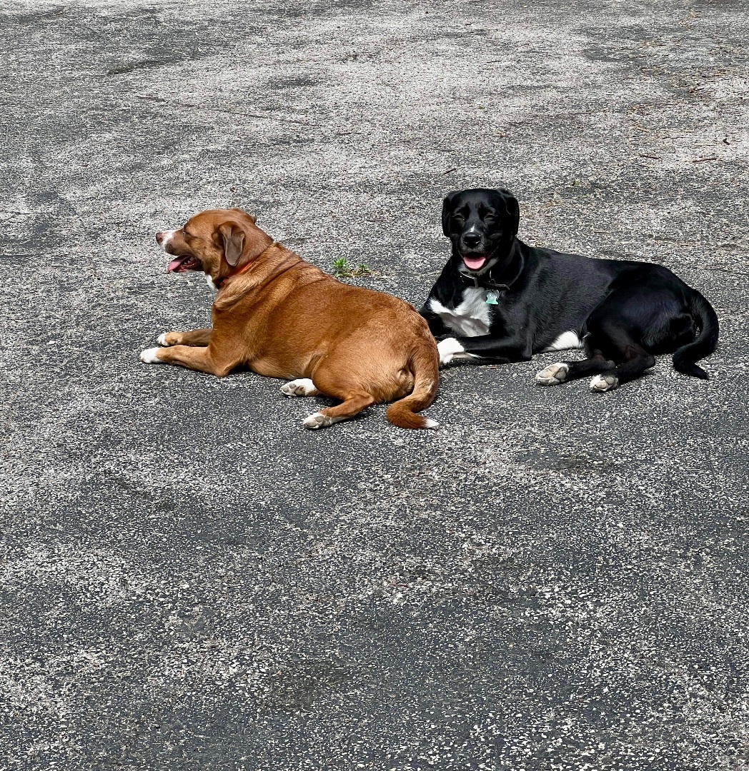 Gunner & Jersey, a Adoptable mixed breed in Eureka , MO image 1/4