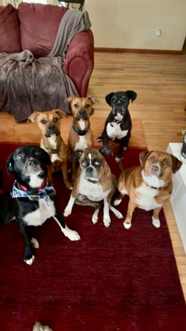 Gunner & Jersey, a Adoptable mixed breed in Eureka , MO image 2/4