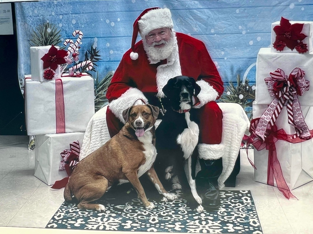 Gunner & Jersey, a Adoptable mixed breed in Eureka , MO image 3/4