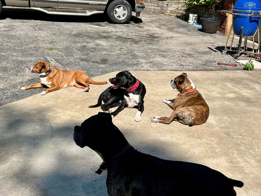 Gunner & Jersey, Adoptable, Adult Male Boxer.