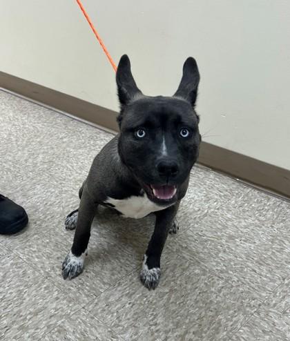 Enlarge Fresca, a Adoptable Mixed Breed in Hamilton, NJ image 2/2