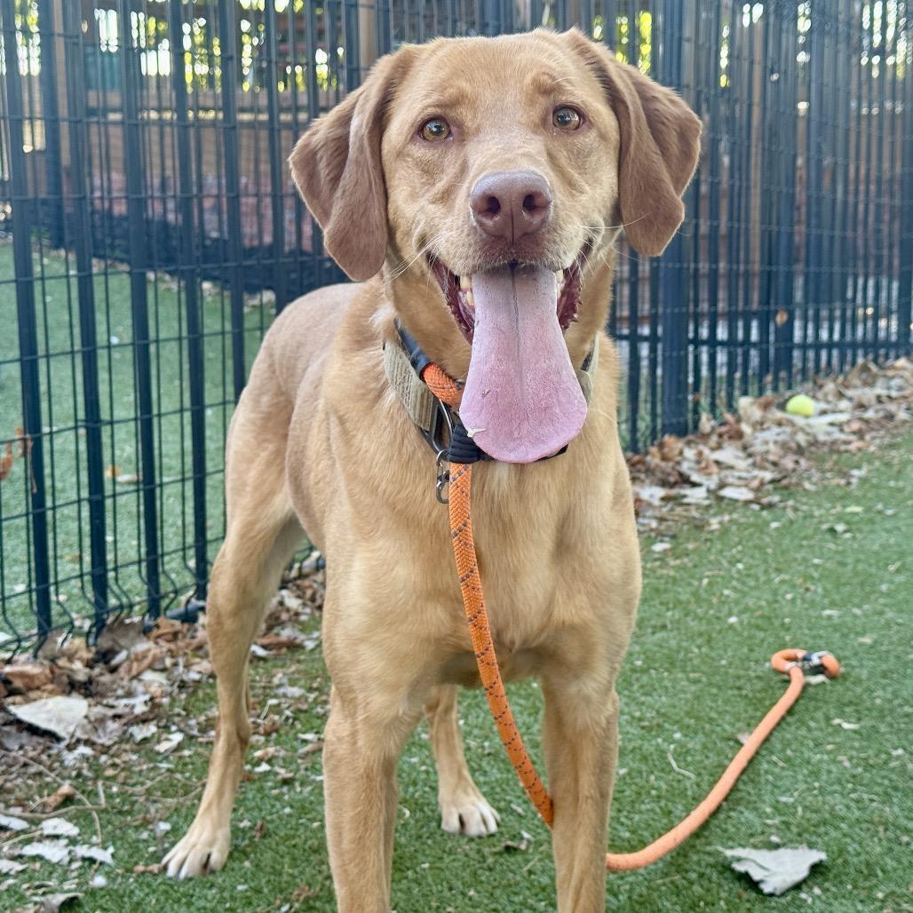 Skylar, Adoptable, Adult Female Yellow Labrador Retriever.
