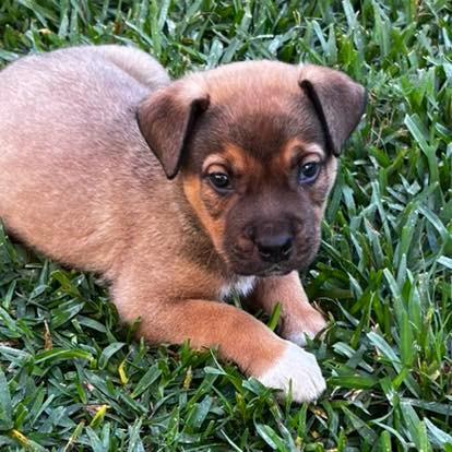 GRIZZLY, Adoptable, Young Male Mixed Breed.
