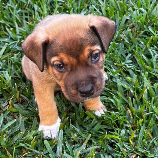 Enlarge GRIZZLY, a Adoptable mixed breed in Palm City, FL image 2/5