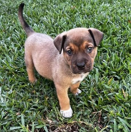 Enlarge GRIZZLY, a Adoptable mixed breed in Palm City, FL image 3/5
