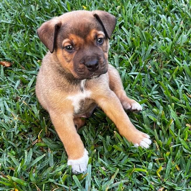Enlarge GRIZZLY, a Adoptable mixed breed in Palm City, FL image 4/5